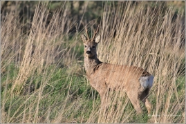 <p>SRNEC OBECNÝ (Capreolus capreolus) Šluknovsko - Jiříkov /European roe deer - Reh/</p>
